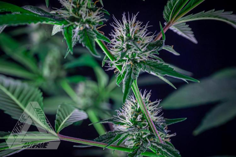 ZAMNESIA - Sticky Broccoli - EGC 2026 Y. Week 12