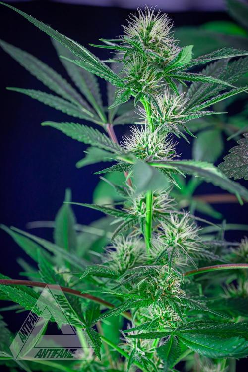 ZAMNESIA - Sticky Broccoli - EGC 2026 T. Week 12