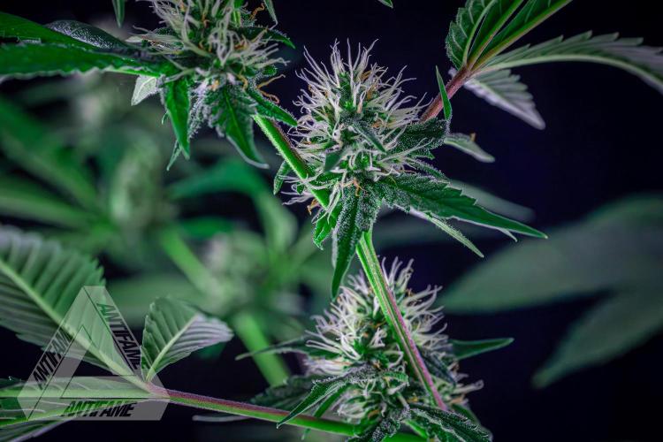 ZAMNESIA - Sticky Broccoli - EGC 2026 Y. Week 12