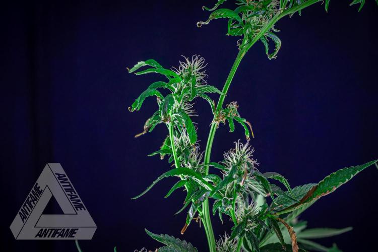 ZAMNESIA - Sticky Broccoli - EGC 2026 B. Week 12