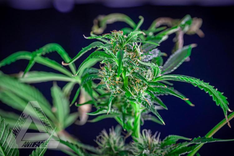 ZAMNESIA - Sticky Broccoli - EGC 2026 R. Week 12