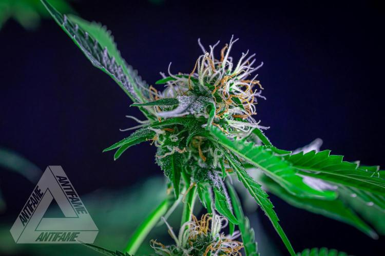 ZAMNESIA - Sticky Broccoli - EGC 2026 Y. Week 12