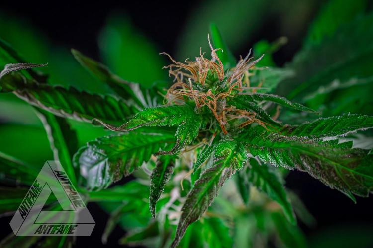 ZAMNESIA - Sticky Broccoli - EGC 2026 W. Week 12