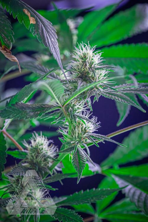 ZAMNESIA - Sticky Broccoli - EGC 2026 T. Week 12