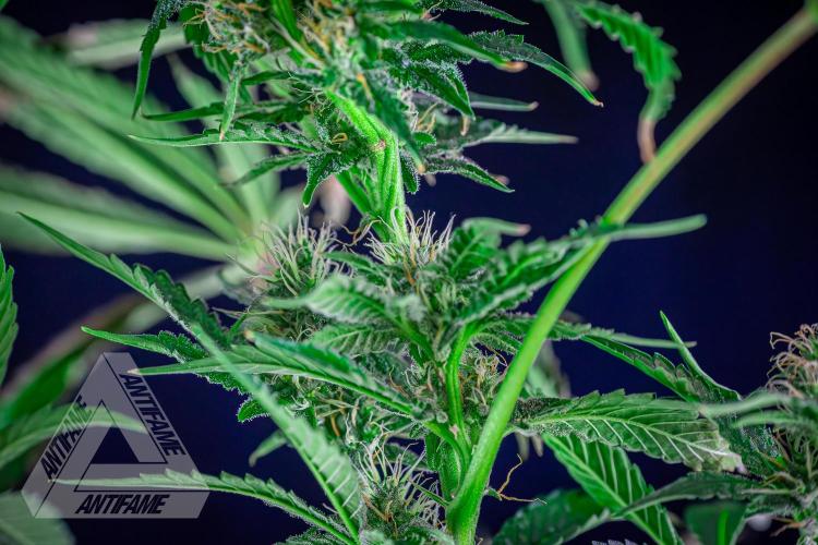 ZAMNESIA - Sticky Broccoli - EGC 2026 R. Week 12