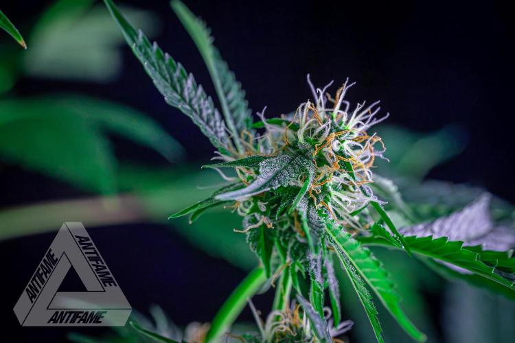 ZAMNESIA - Sticky Broccoli - EGC 2026 Y. Week 12
