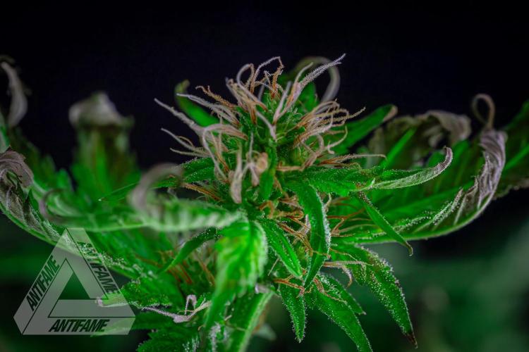 ZAMNESIA - Sticky Broccoli - EGC 2026 W. Week 12