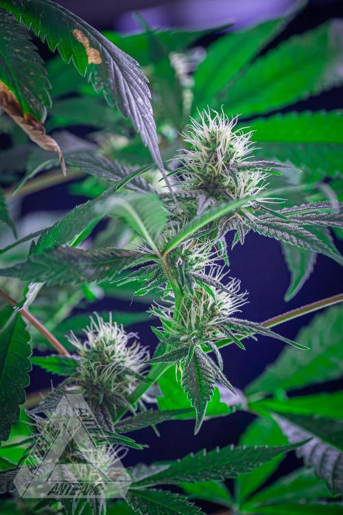 ZAMNESIA - Sticky Broccoli - EGC 2026 T. Week 12
