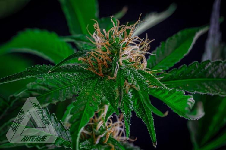 ZAMNESIA - Sticky Broccoli - EGC 2026 W. Week 12