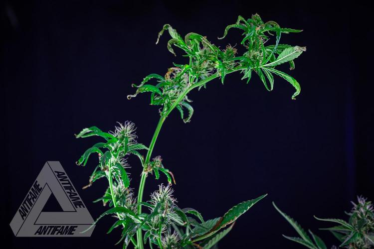 ZAMNESIA - Sticky Broccoli - EGC 2026 B. Week 12