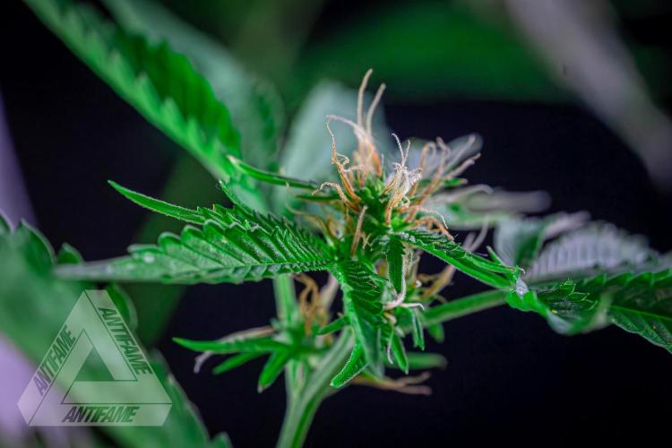 ZAMNESIA - Sticky Broccoli - EGC 2026 W. Week 12