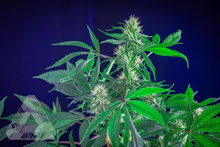 ZAMNESIA - Sticky Broccoli - EGC 2026 T. Week 12