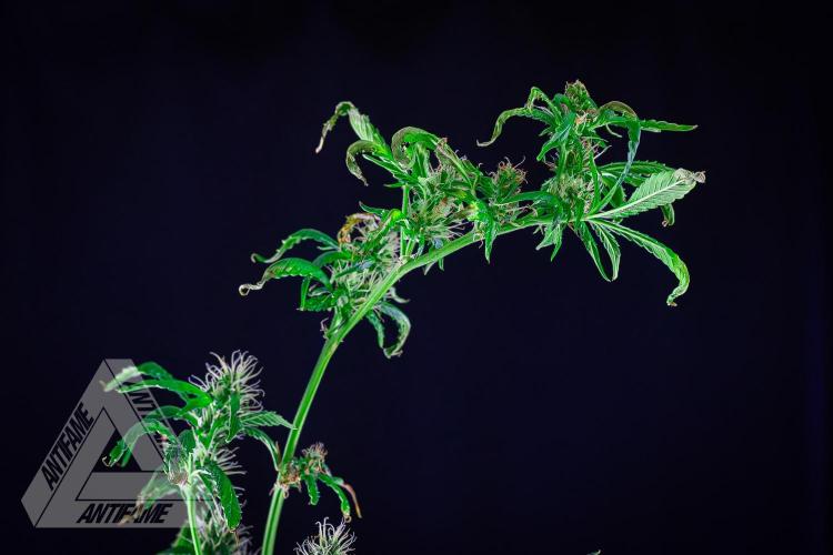 ZAMNESIA - Sticky Broccoli - EGC 2026 B. Week 12