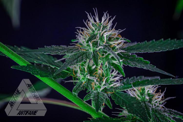 ZAMNESIA - Sticky Broccoli - EGC 2026 Y. Week 12
