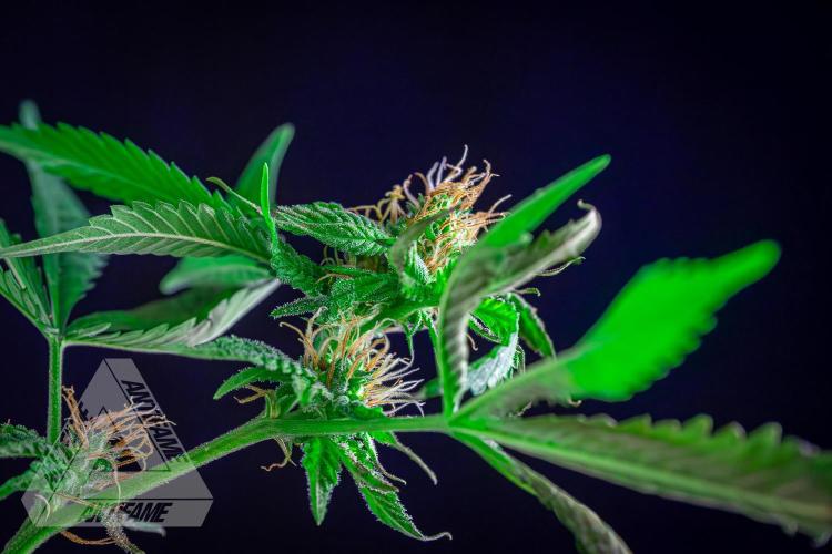 ZAMNESIA - Sticky Broccoli - EGC 2026 W. Week 12