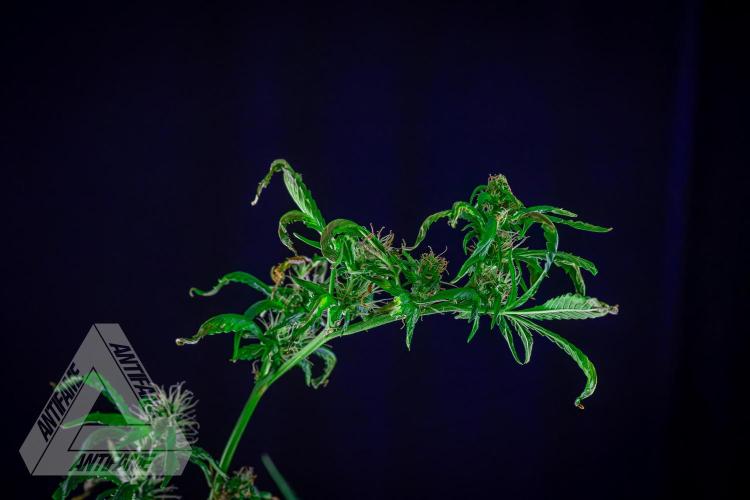 ZAMNESIA - Sticky Broccoli - EGC 2026 B. Week 12
