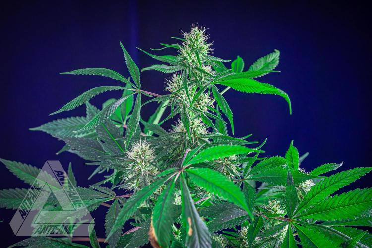 ZAMNESIA - Sticky Broccoli - EGC 2026 T. Week 12