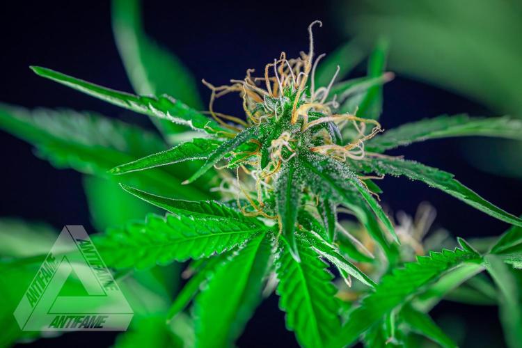 ZAMNESIA - Sticky Broccoli - EGC 2026 R. Week 12