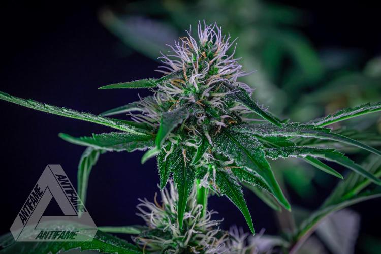 ZAMNESIA - Sticky Broccoli - EGC 2026 Y. Week 12