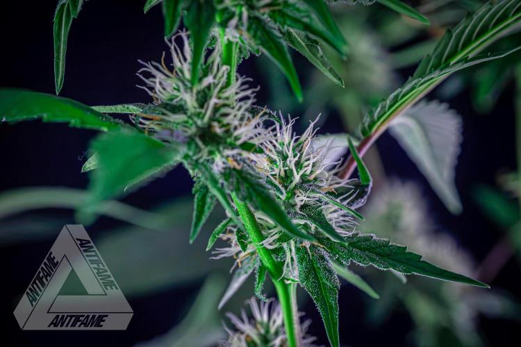 ZAMNESIA - Sticky Broccoli - EGC 2026 Y. Week 12