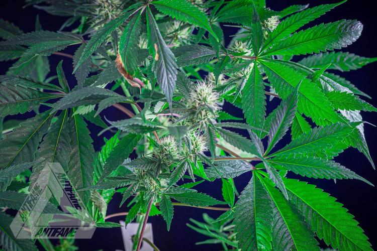 ZAMNESIA - Sticky Broccoli - EGC 2026 T. Week 12