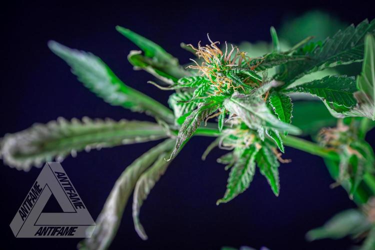 ZAMNESIA - Sticky Broccoli - EGC 2026 W. Week 12