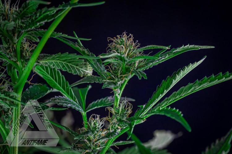 ZAMNESIA - Sticky Broccoli - EGC 2026 R. Week 12