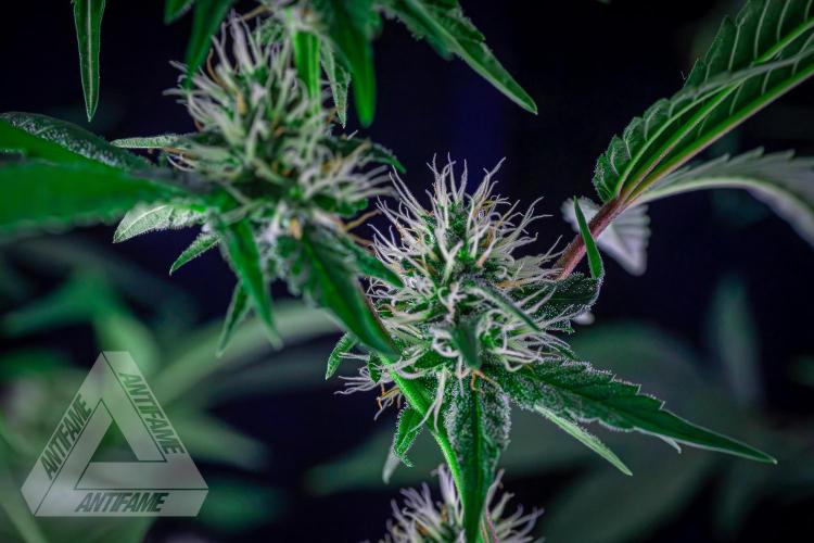 ZAMNESIA - Sticky Broccoli - EGC 2026 Y. Week 12