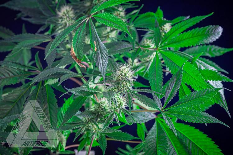 ZAMNESIA - Sticky Broccoli - EGC 2026 T. Week 12