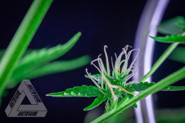 ZAMNESIA - Sticky Broccoli - EGC 2026 B. Week 12