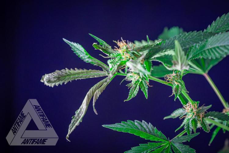 ZAMNESIA - Sticky Broccoli - EGC 2026 W. Week 12