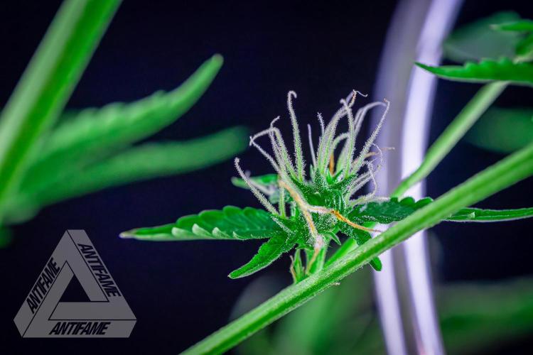 ZAMNESIA - Sticky Broccoli - EGC 2026 B. Week 12