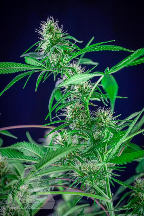 ZAMNESIA - Sticky Broccoli - EGC 2026 T. Week 12