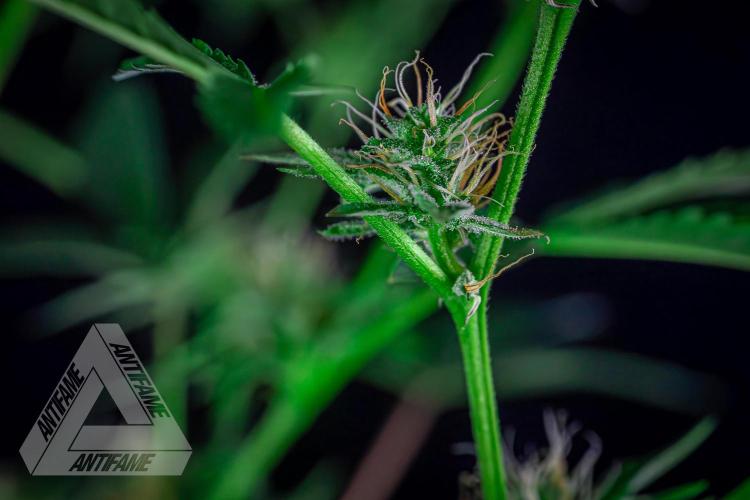 ZAMNESIA - Sticky Broccoli - EGC 2026 R. Week 12