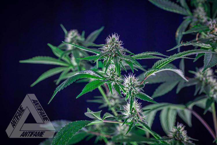 ZAMNESIA - Sticky Broccoli - EGC 2026 Y. Week 12