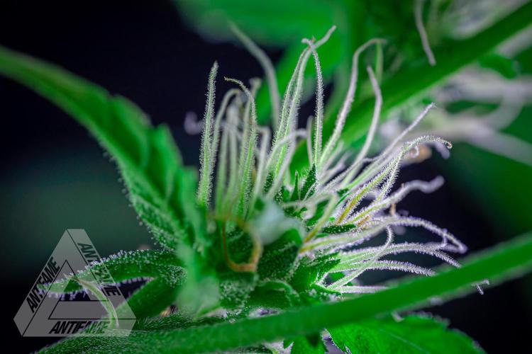 ZAMNESIA - Sticky Broccoli - EGC 2026 B. Week 12