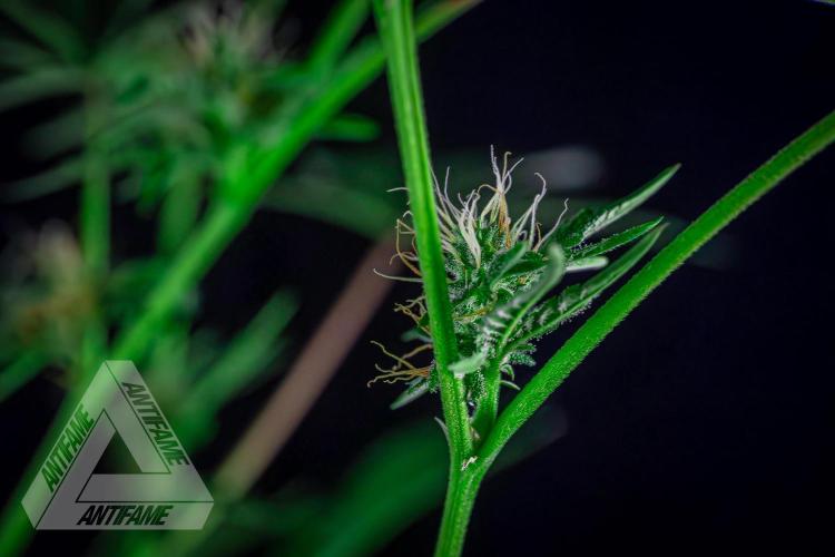 ZAMNESIA - Sticky Broccoli - EGC 2026 R. Week 12