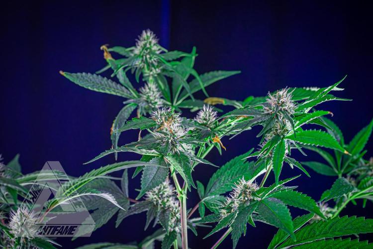 ZAMNESIA - Sticky Broccoli - EGC 2026 Y. Week 12