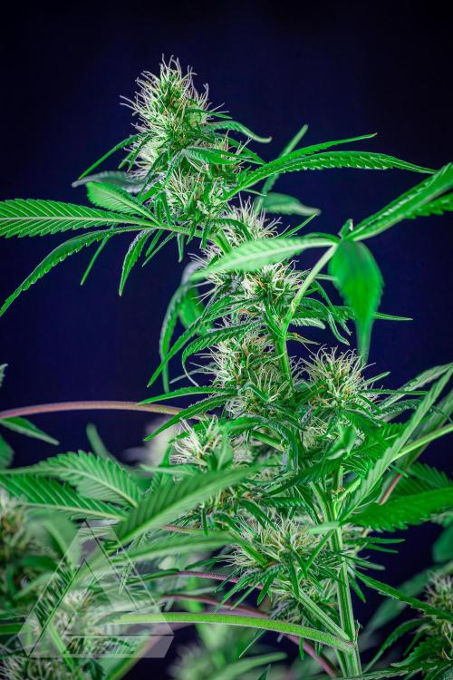 ZAMNESIA - Sticky Broccoli - EGC 2026 T. Week 12