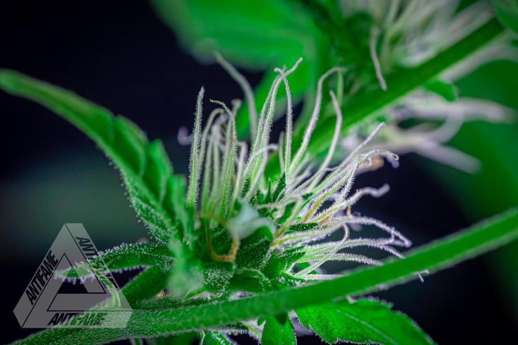 ZAMNESIA - Sticky Broccoli - EGC 2026 B. Week 12