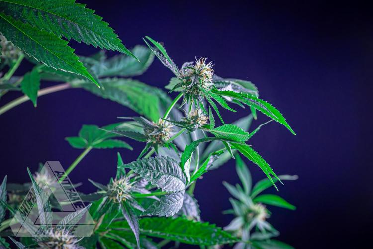 ZAMNESIA - Sticky Broccoli - EGC 2026 Y. Week 12