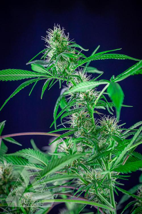 ZAMNESIA - Sticky Broccoli - EGC 2026 T. Week 12