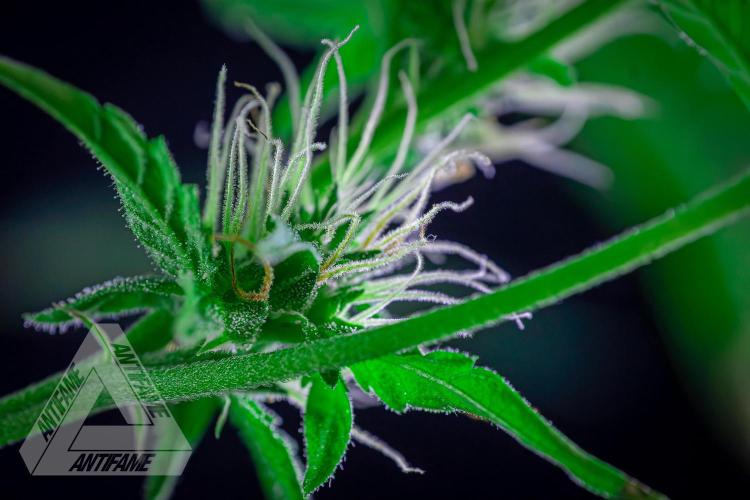 ZAMNESIA - Sticky Broccoli - EGC 2026 B. Week 12