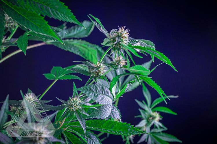 ZAMNESIA - Sticky Broccoli - EGC 2026 Y. Week 12