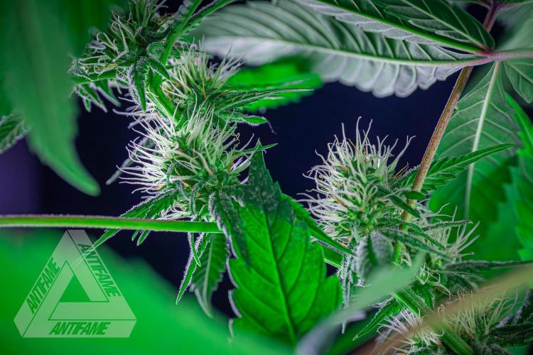 ZAMNESIA - Sticky Broccoli - EGC 2026 T. Week 12
