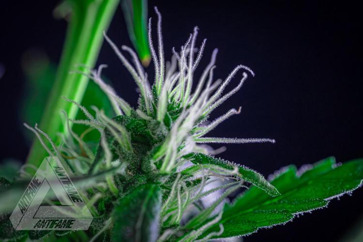 ZAMNESIA - Sticky Broccoli - EGC 2026 B. Week 12
