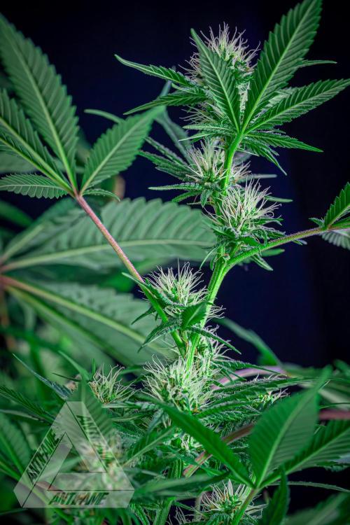 ZAMNESIA - Sticky Broccoli - EGC 2026 T. Week 12