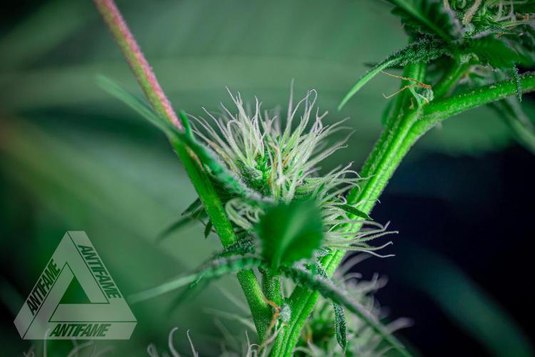 ZAMNESIA - Sticky Broccoli - EGC 2026 T. Week 12