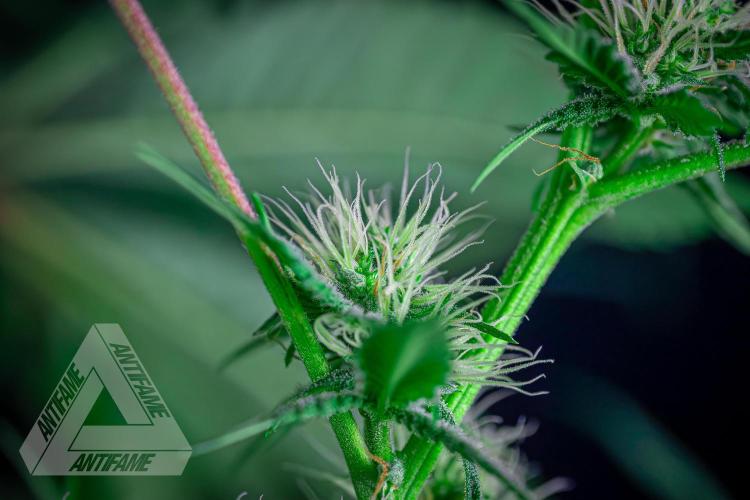 ZAMNESIA - Sticky Broccoli - EGC 2026 T. Week 12