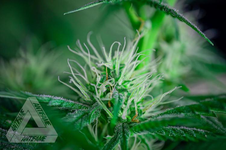 ZAMNESIA - Sticky Broccoli - EGC 2026 T. Week 12